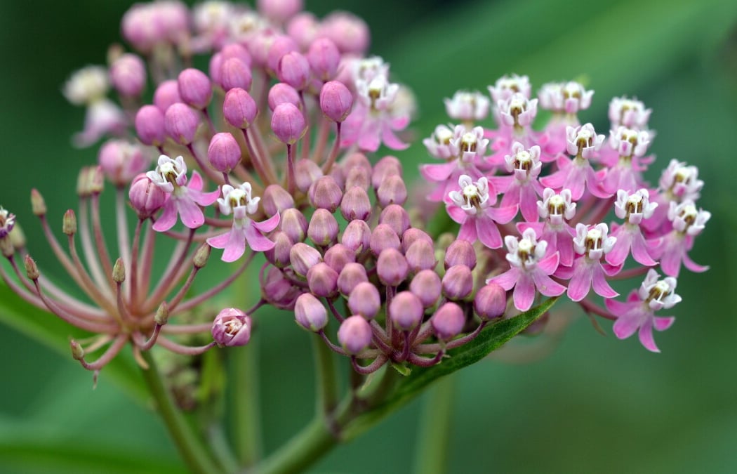 Native Plant Sale 3