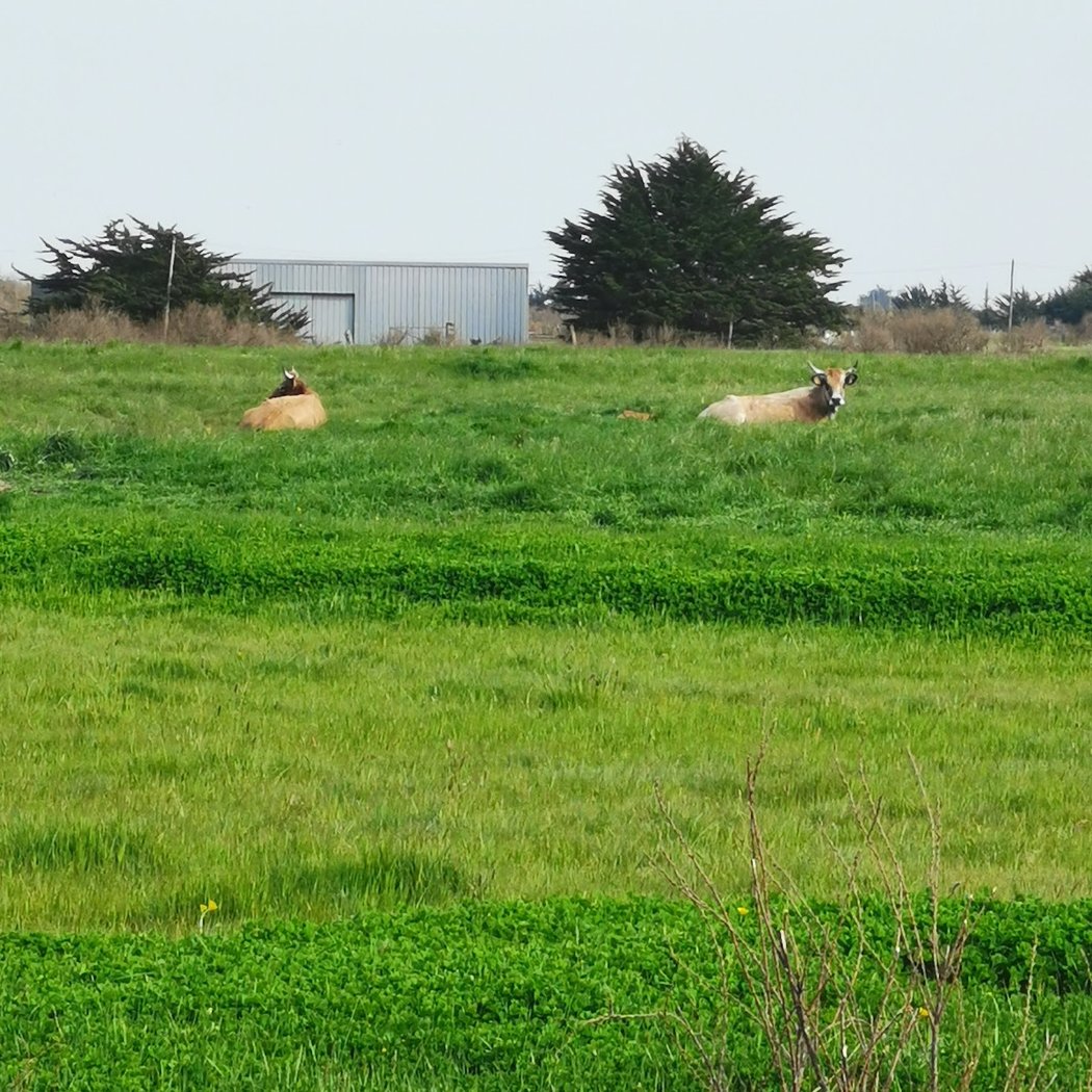 Marais Breton 3