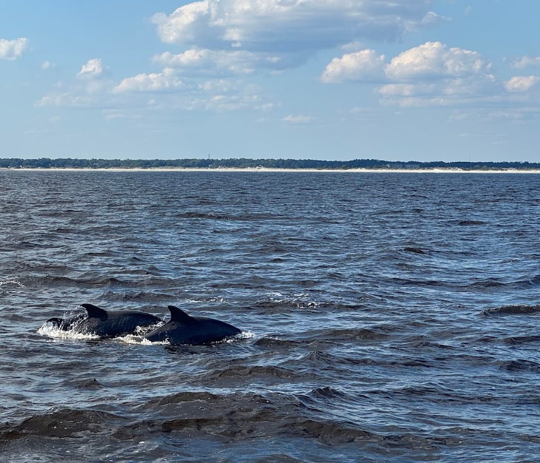 Sea Racer Dolphin Tours 3
