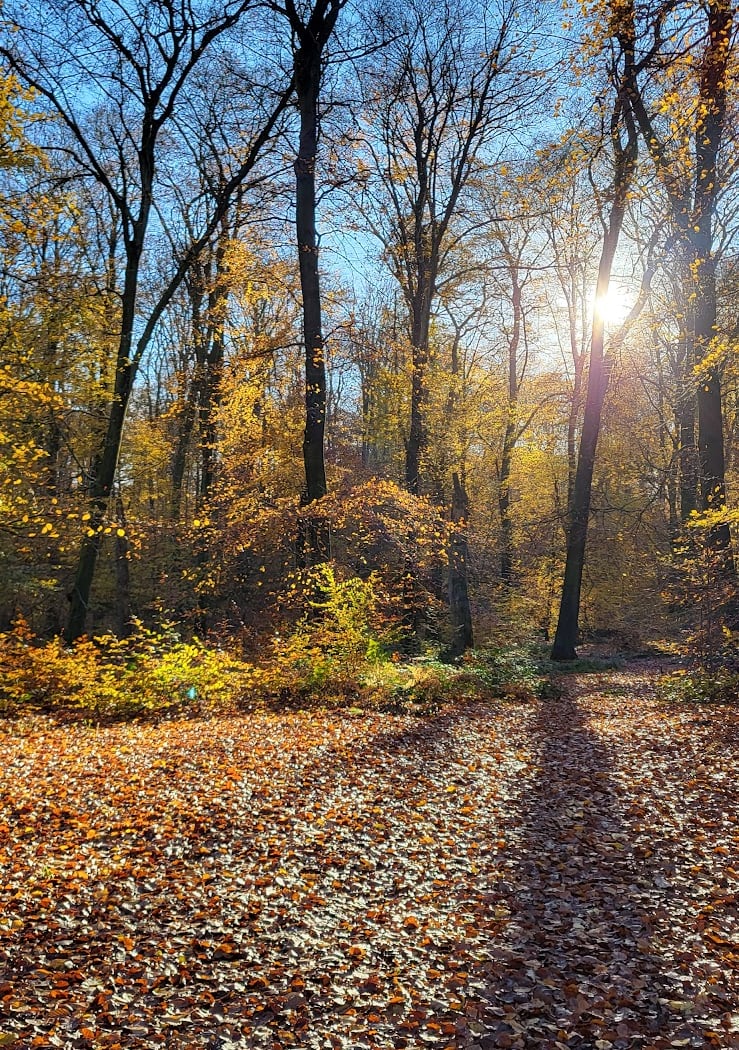 Foret d'Halatte 1