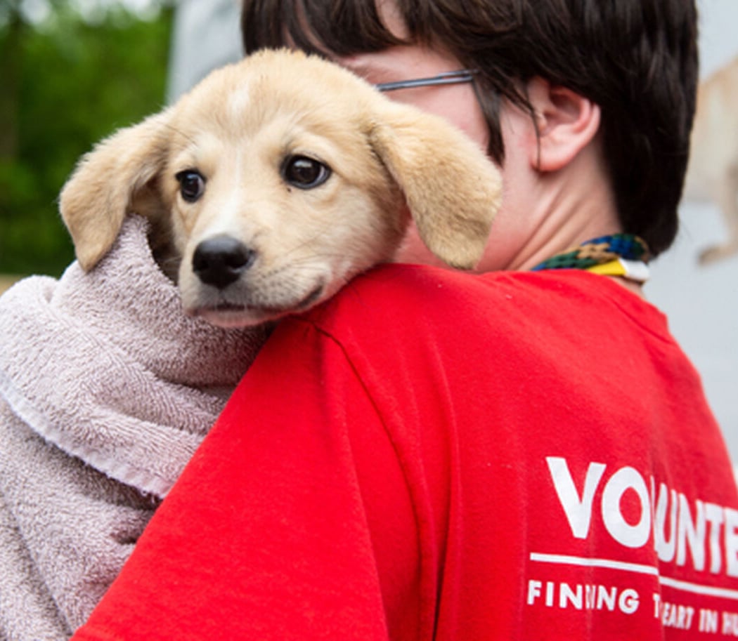 Volunteer at the Franklin County Dog Shelter 1