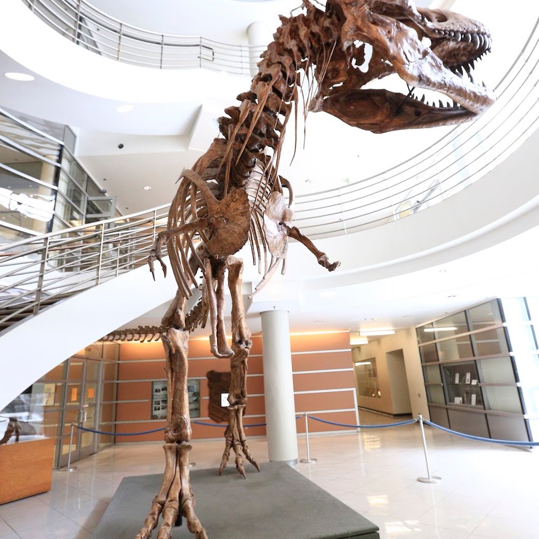 University of California Museum of Paleontology 1