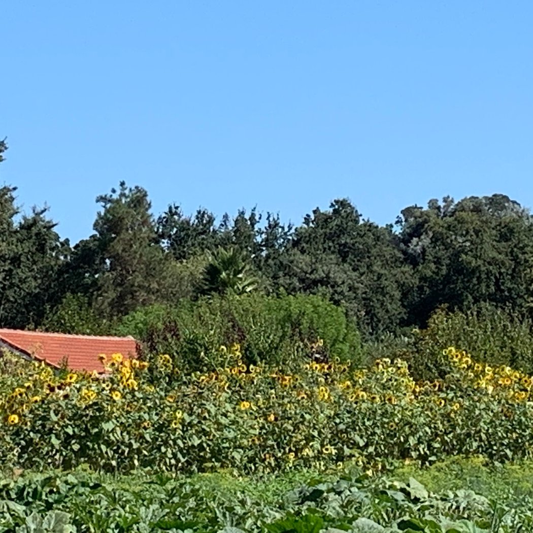 Mangini Fruit Stand 3