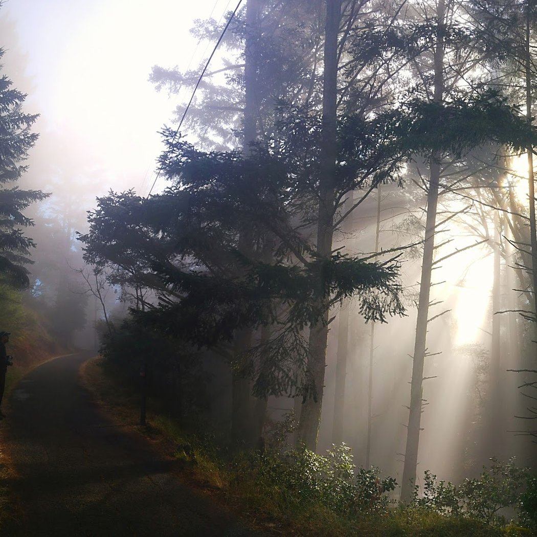 Pantoll Campground 1