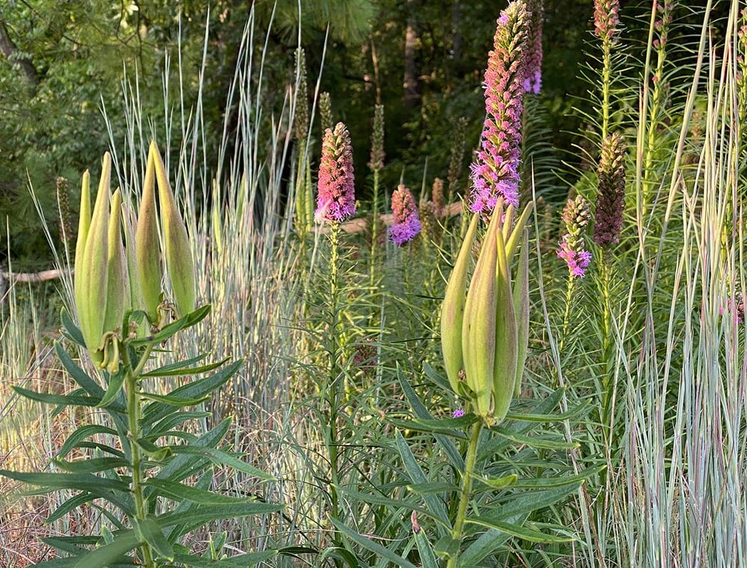 Summer Short Course: Saving Seeds 3
