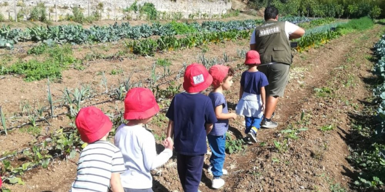 Mini Hortelão 1