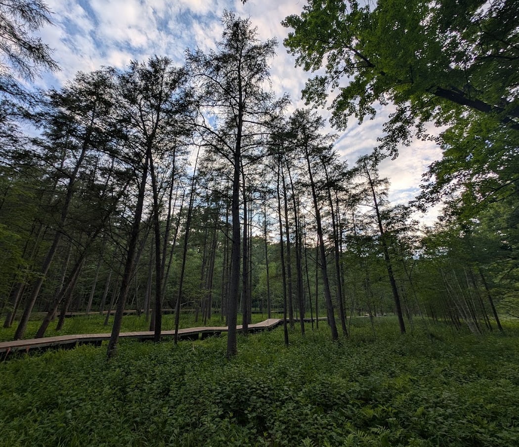 Quaking Bog