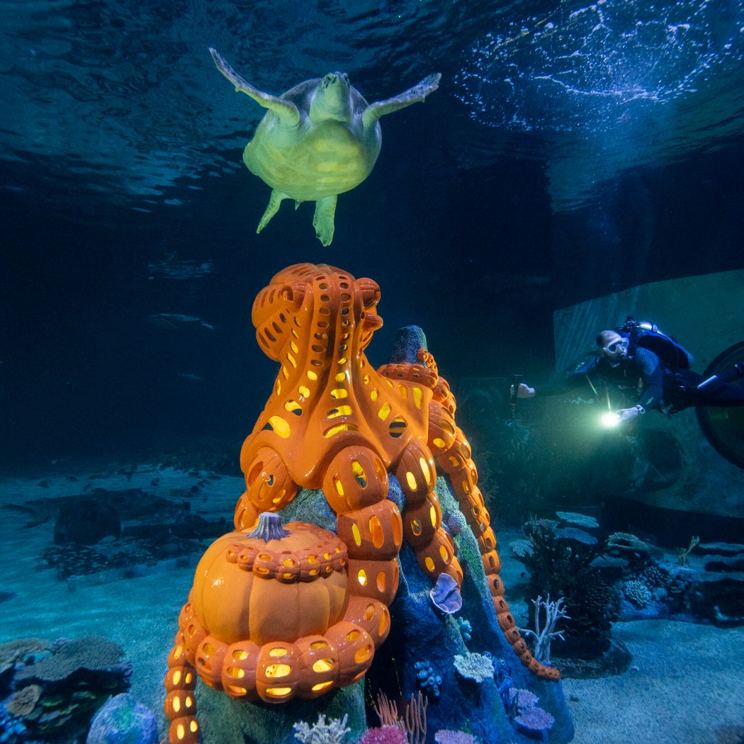 Fintastic Pumpkin Glow