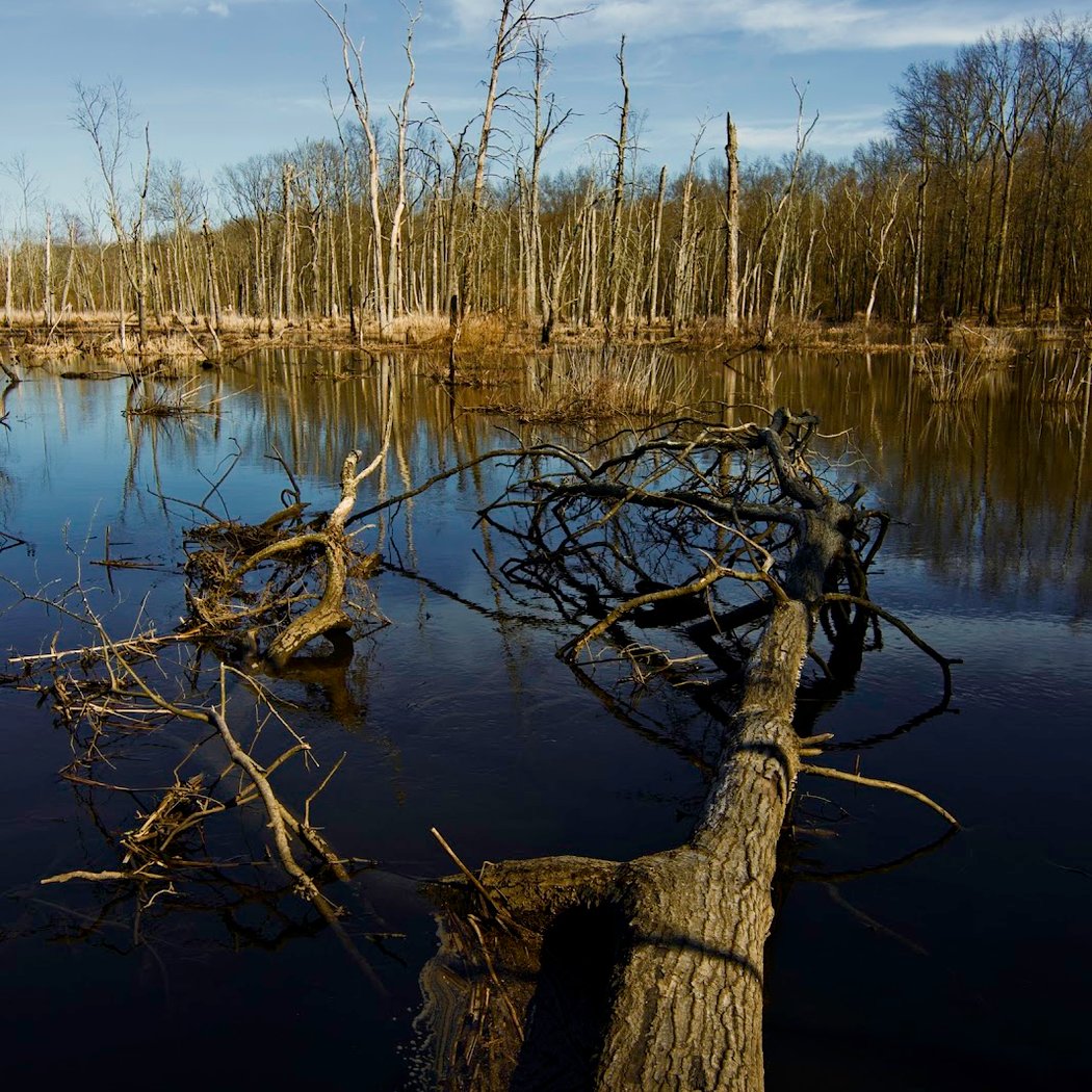Great Swamp National Wildlife Refuge 3