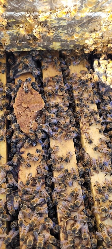 Koophaus Apiaries 3