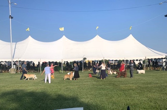 Ann Arbor Kennel Club Dog Show 1