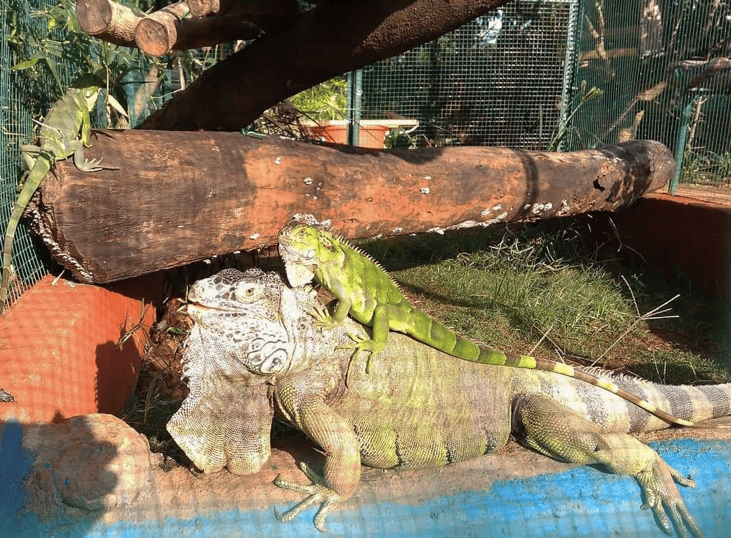 Prani - The Pet Sanctuary 2