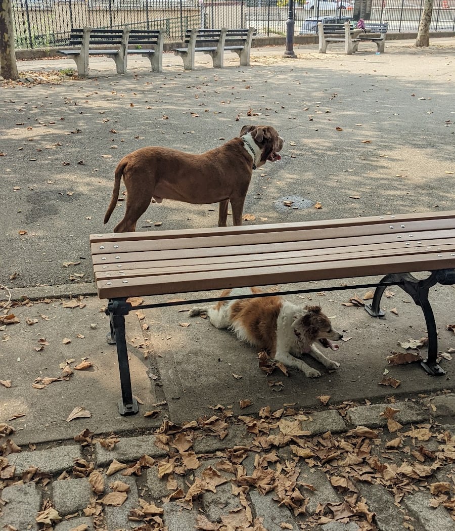 Sherry Dog Run 3