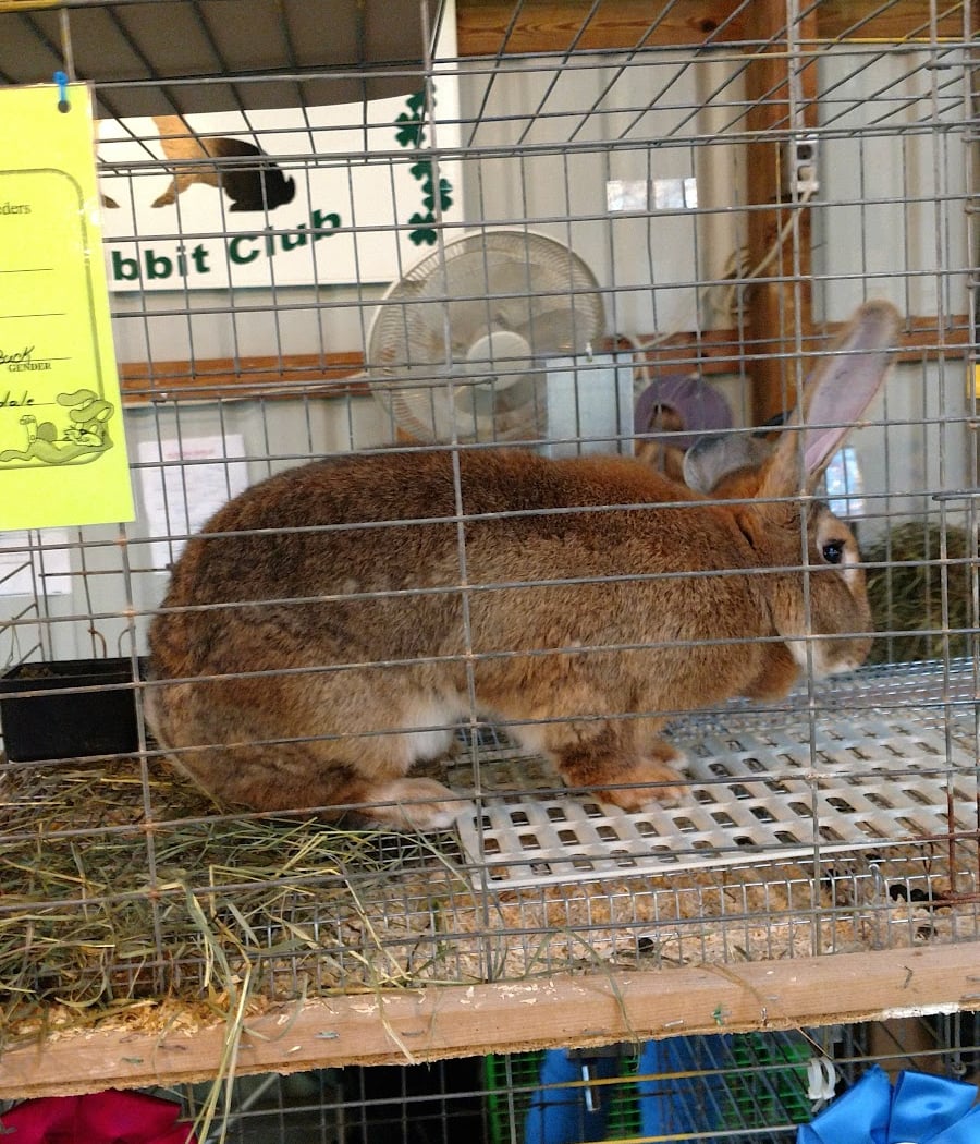 Springfest Garden Show 2