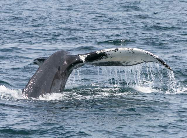 Boston Harbor City Cruises: Whale Watch