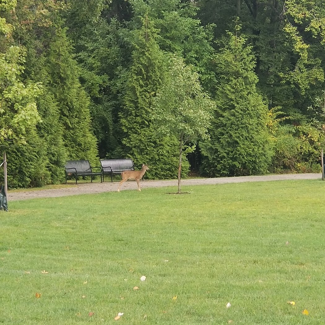 Irene Habernickel Family Park 3