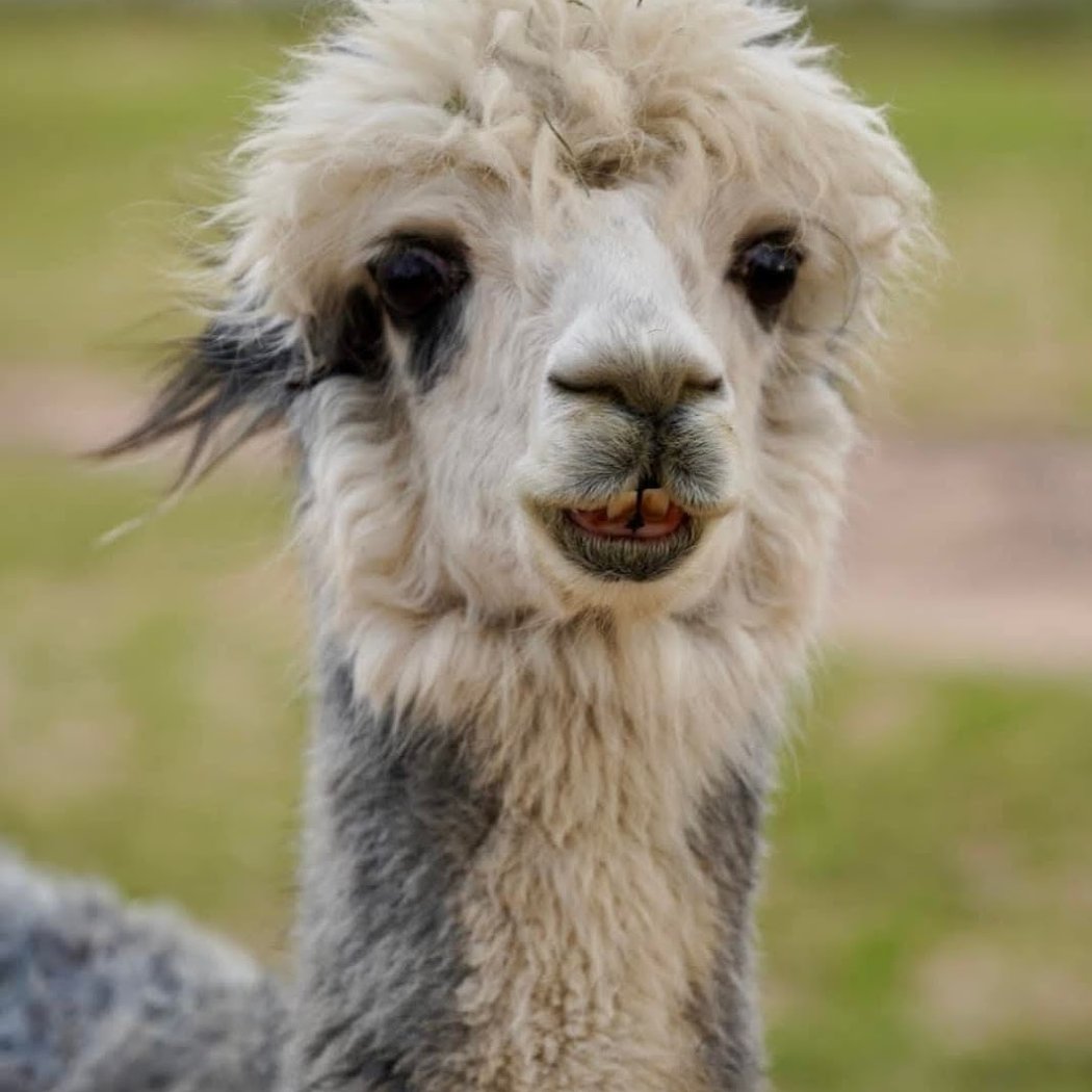 Harmony Ranch Alpacas, LLC 1