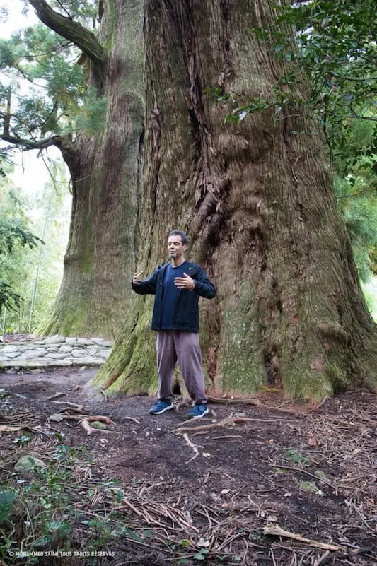 Stage Posture de l'arbre Qi Gong 1