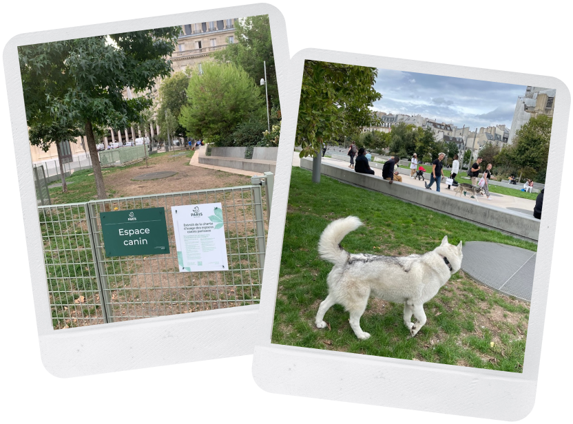 Espace canin - Nelson Mandela 2