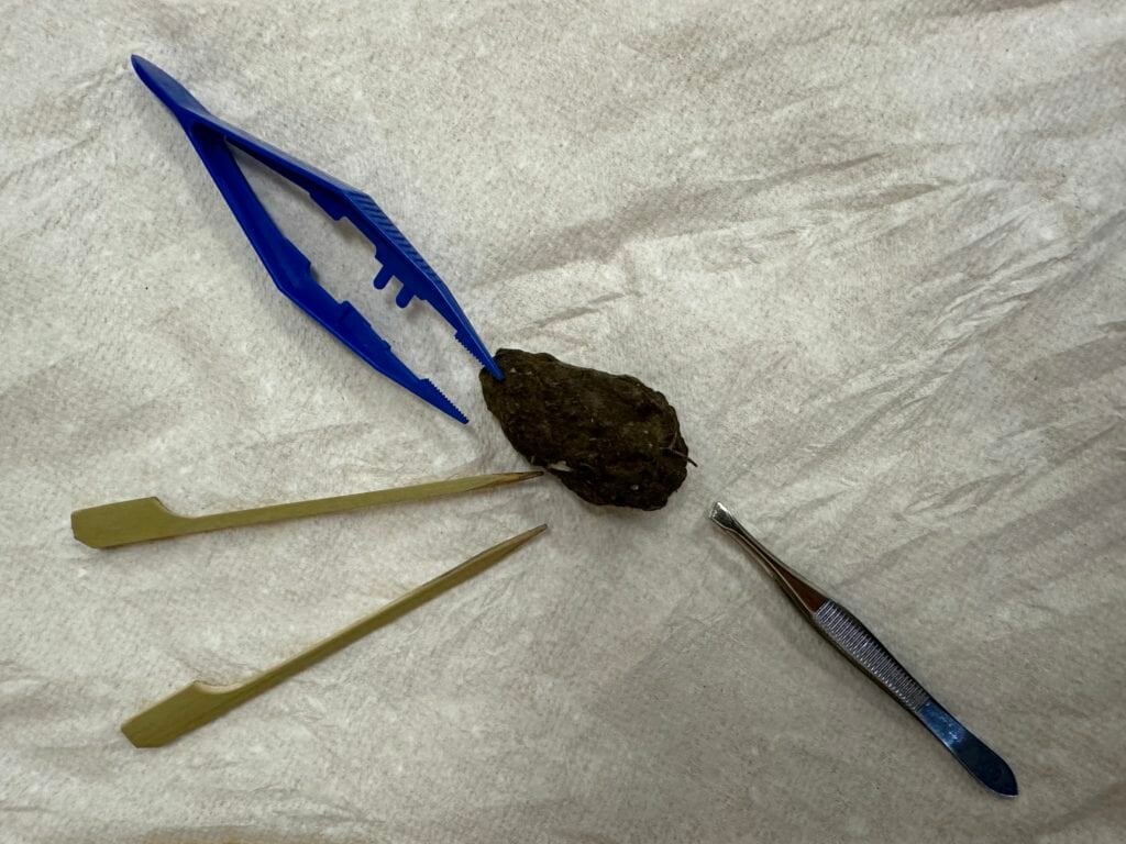 Owl Pellets 1