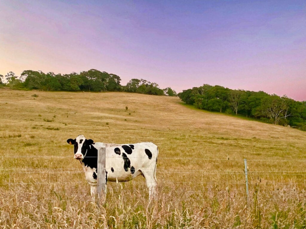 The Ranch At Lake Sonoma 2