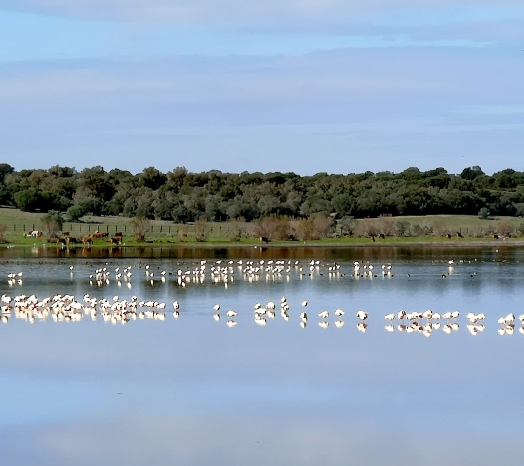 Reserva Natural Concertada Dehesa de Abajo 1