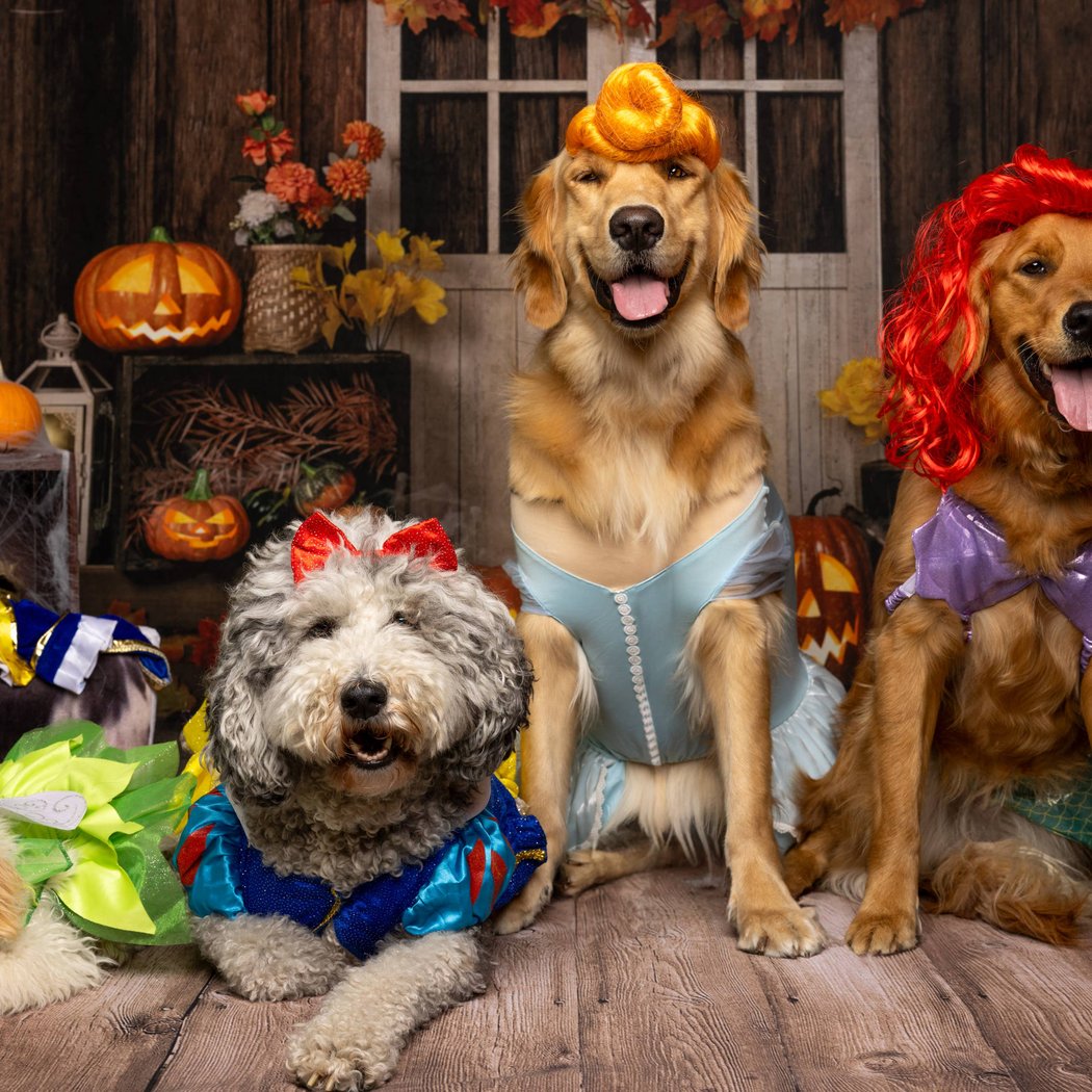 Spooky Pooch Howl-o-ween Celebration