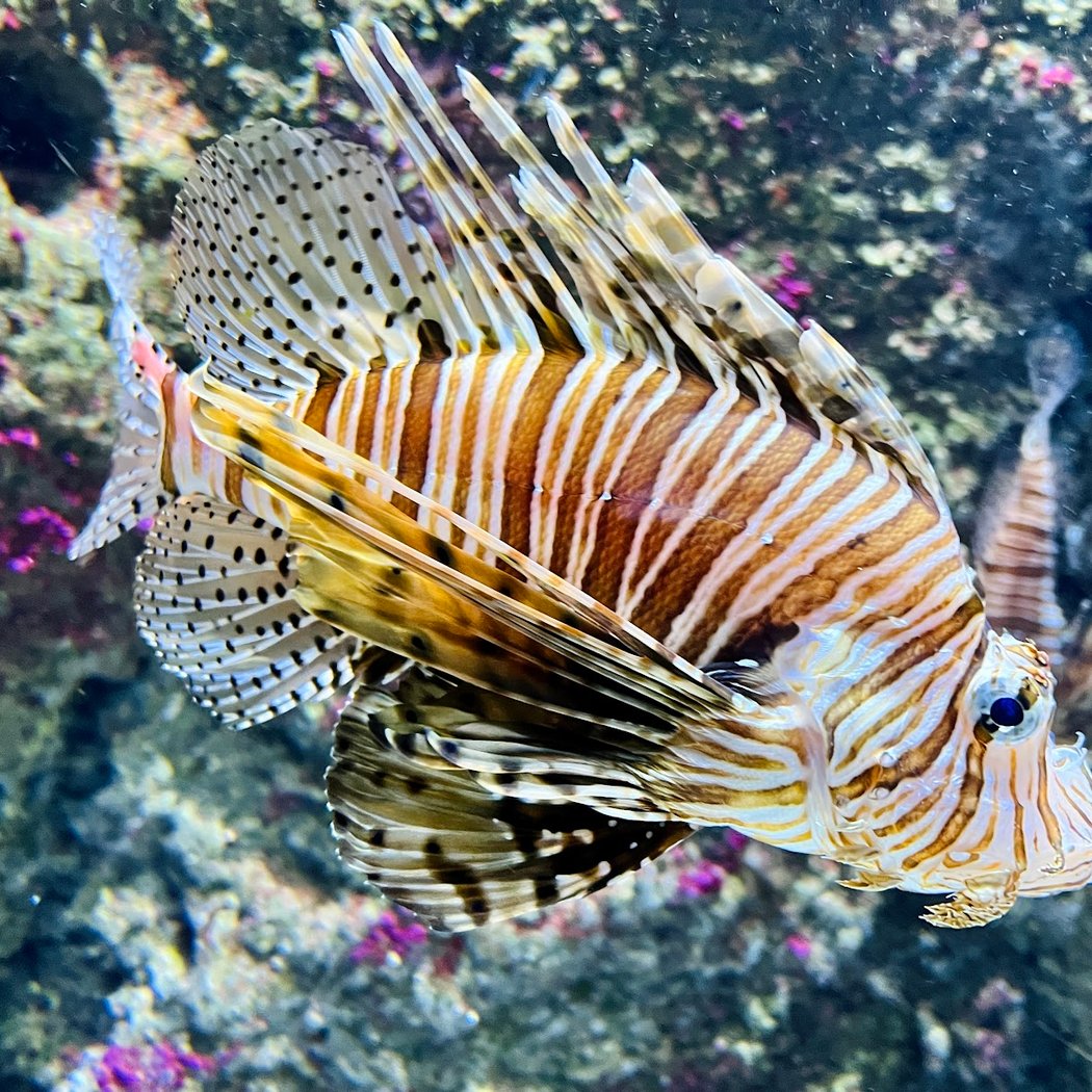 Aquarium 3