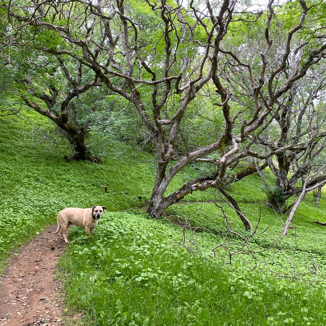 Sugarloaf Hill 1
