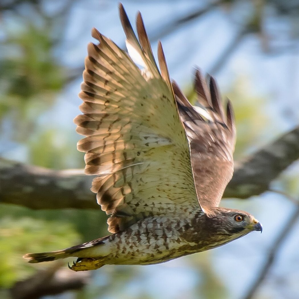 Introduction to Birdwatching 2