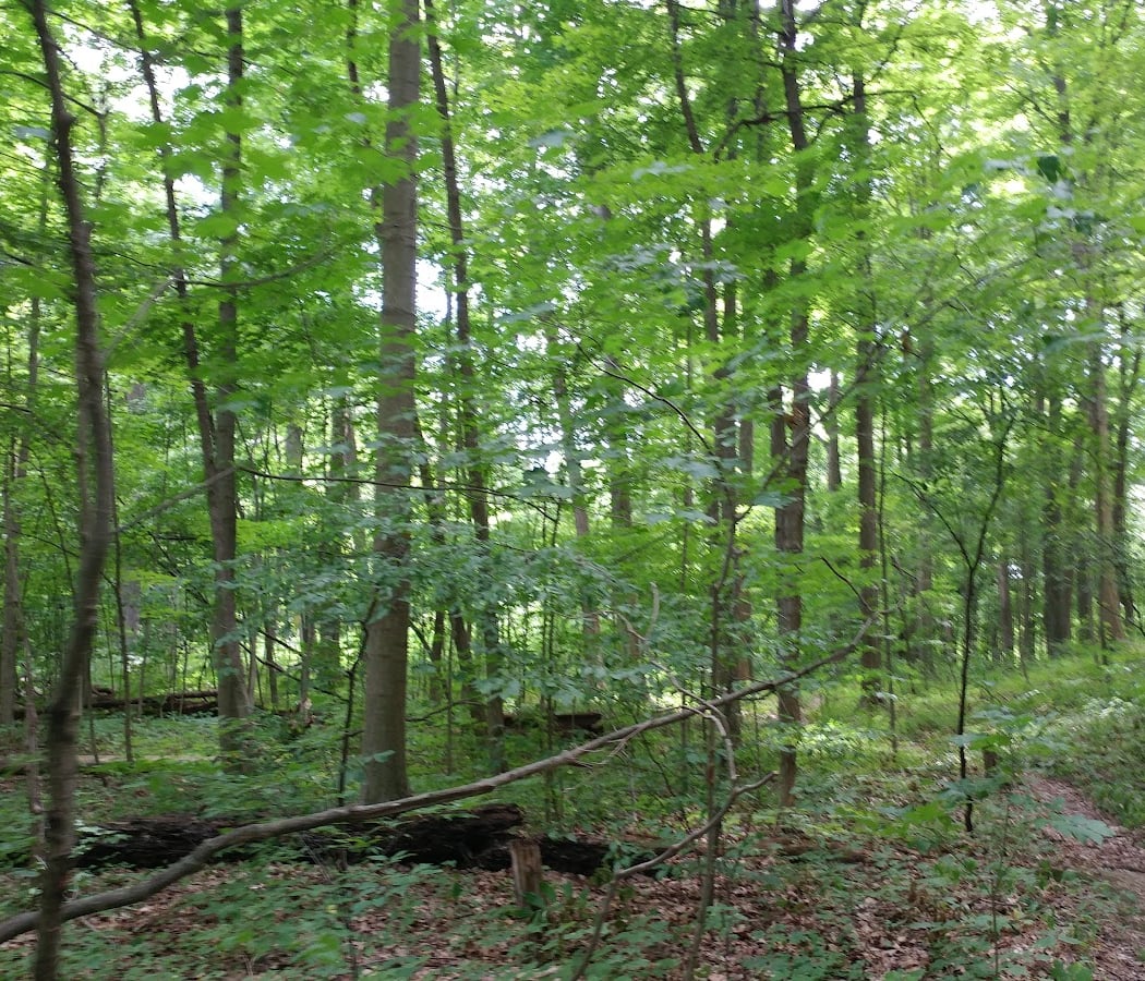 Dhu Varren Woods Nature Area 2