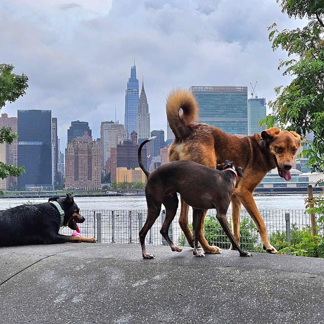Gantry Big Dog Park 1