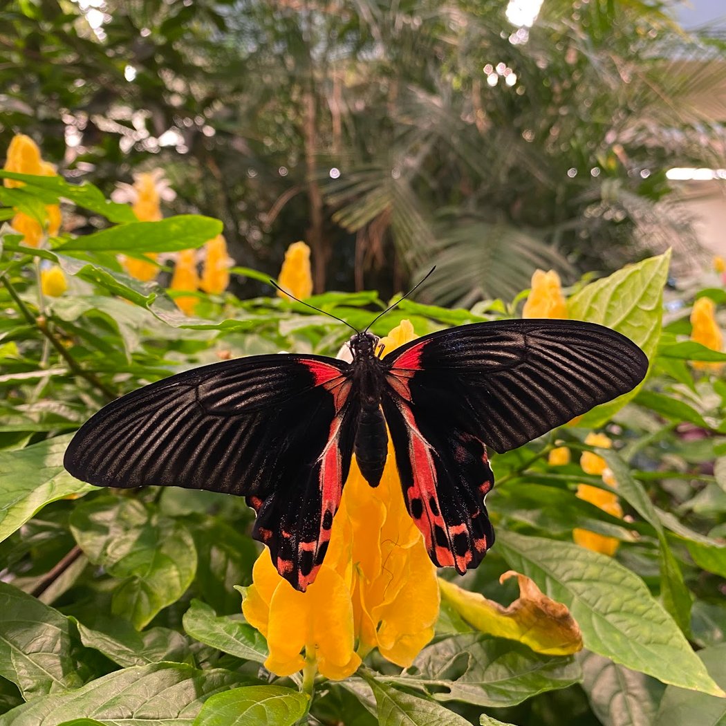 The Butterfly Atrium at Hershey Gardens 1