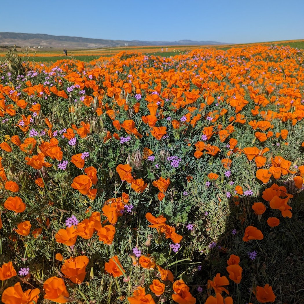 Antelope Valley California Poppy Reserve State Natural Reserve 3