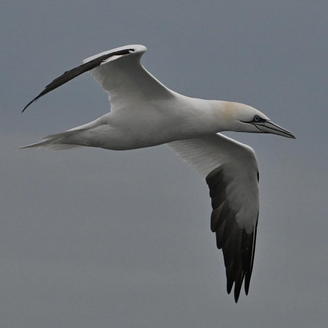 2026 Special 6-hour Pelagic Bird & Marine Wildlife Trip 2