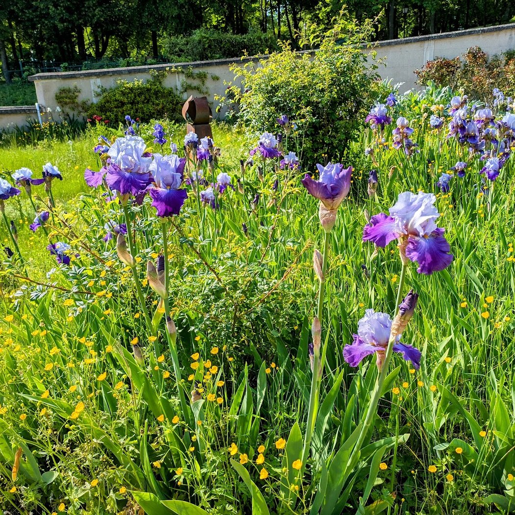 Rendez-vous aux Jardins 2025 3
