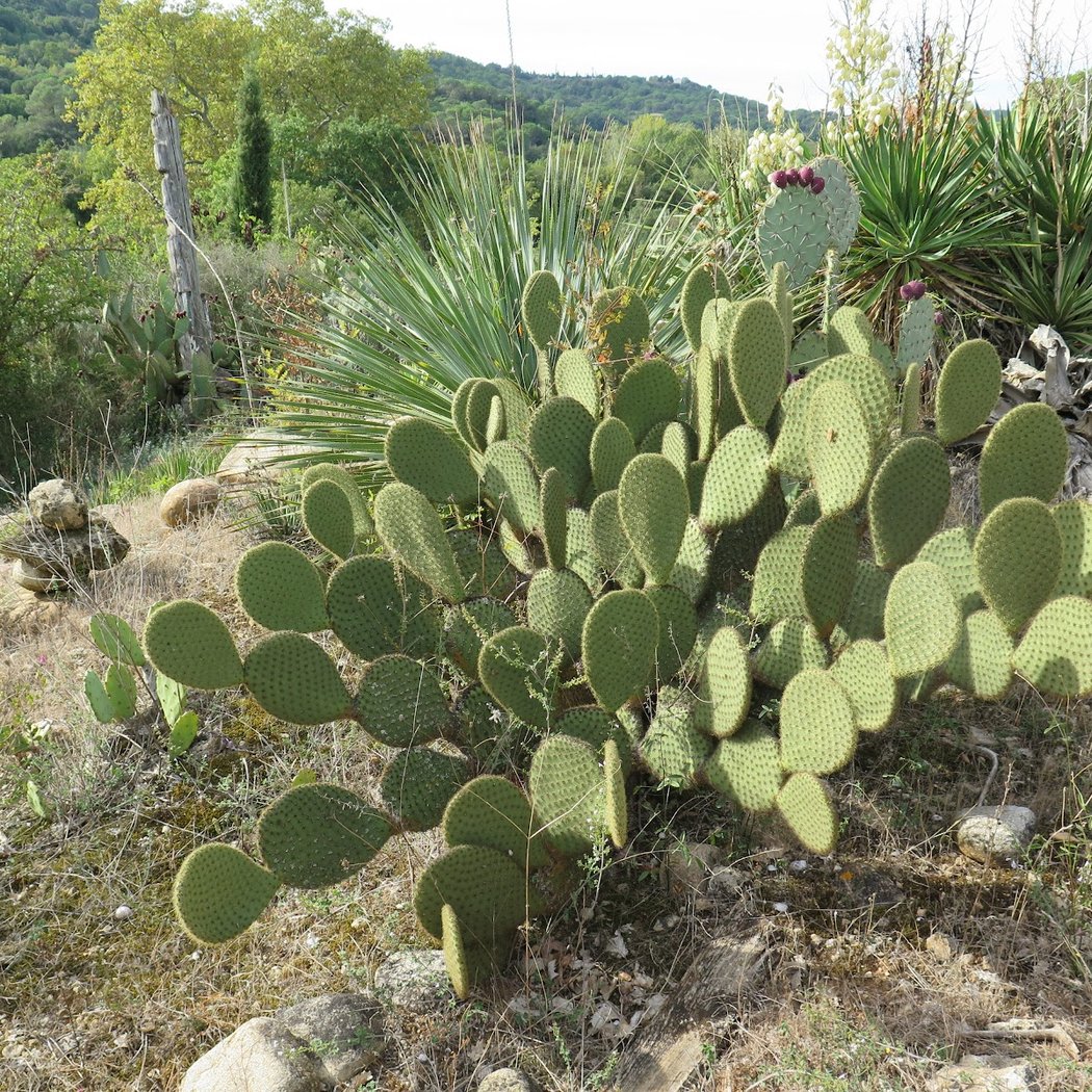 cactuseraie ESCAÏRE FIGUE 3