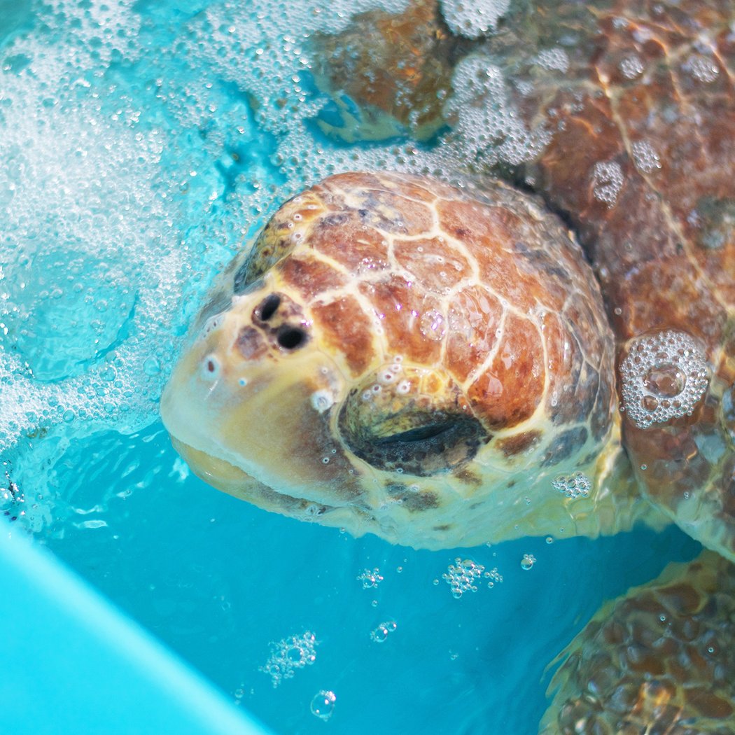 Public Sea Turtle Release 1