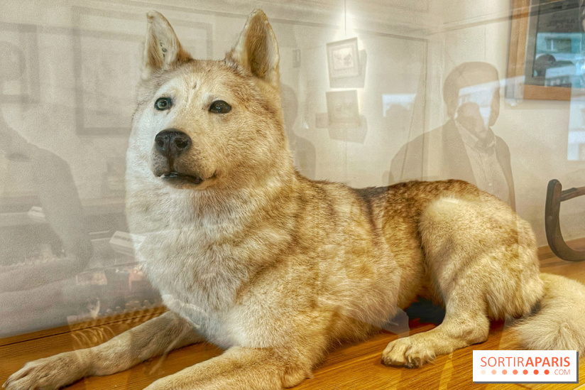 Dog Museum 3