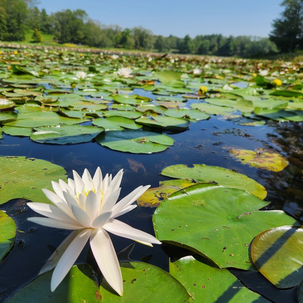 Garden Wellness: Forest Bathing with Fru Molnar