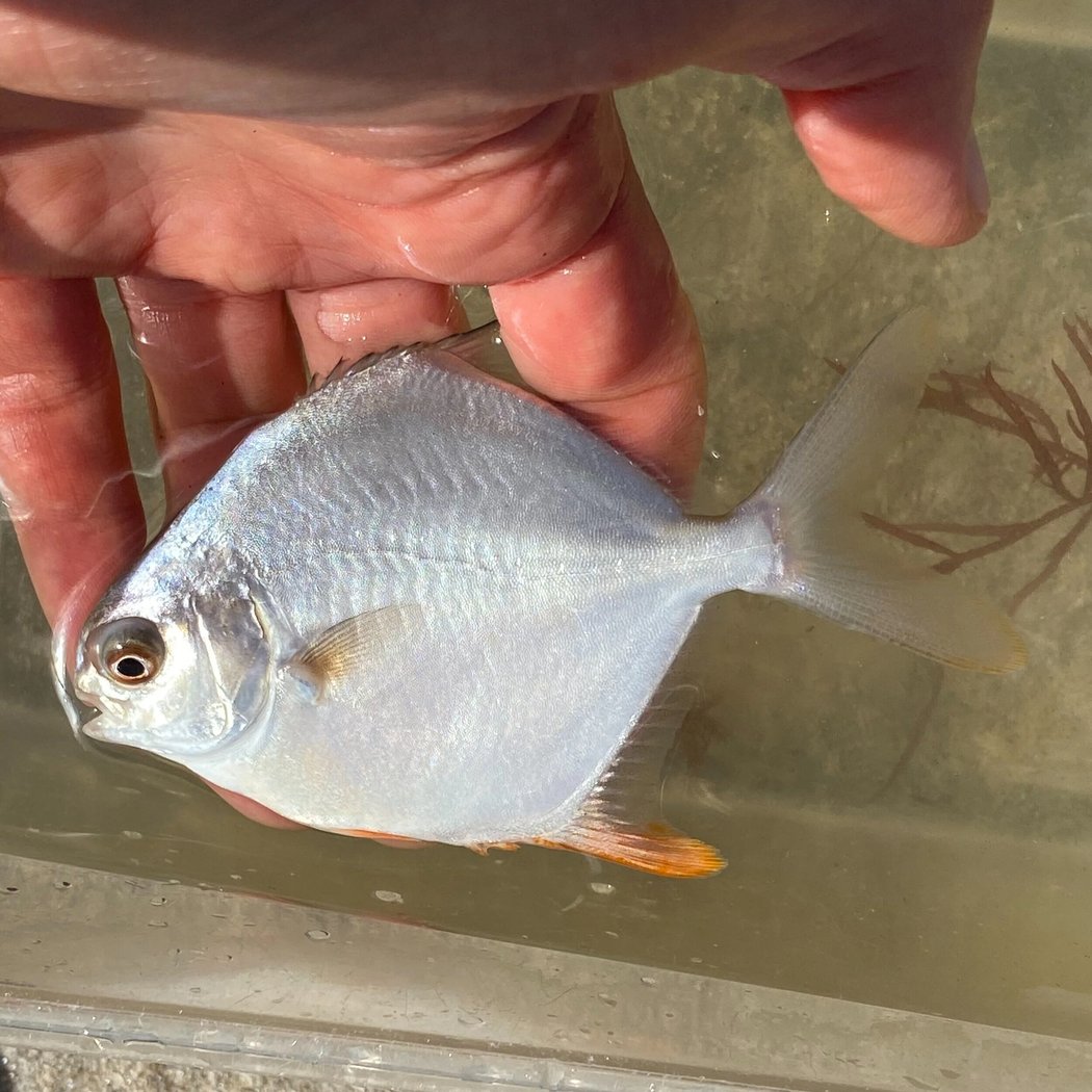 Summer Fish Survey 1