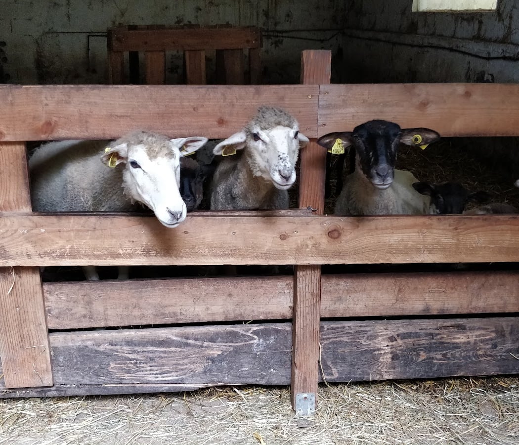 Ferme Pédagogique de la Butte Pinson 1