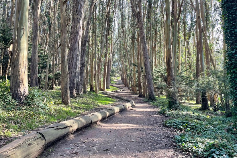 Lovers’ Lane at the Presidio 2
