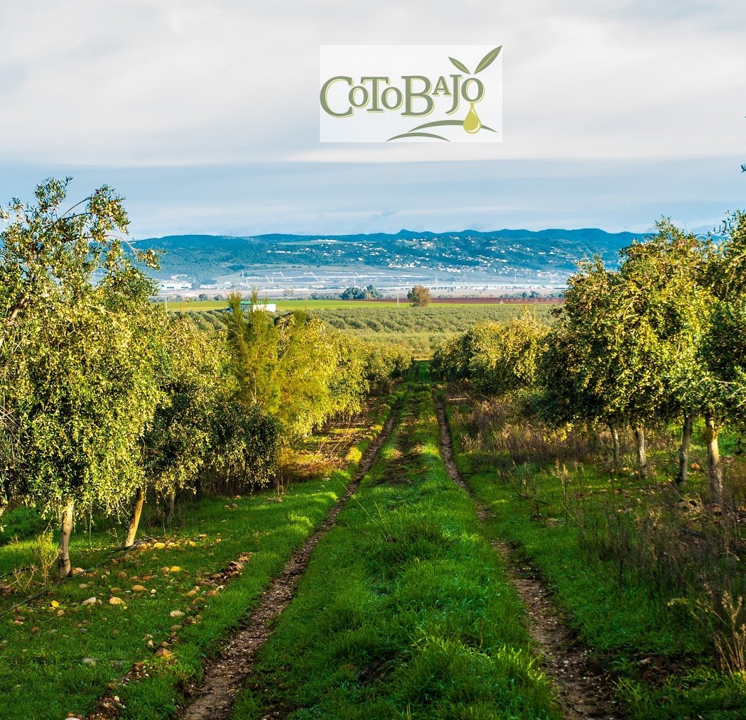 Coto Bajo Aceite de oliva Virgen Extra 2