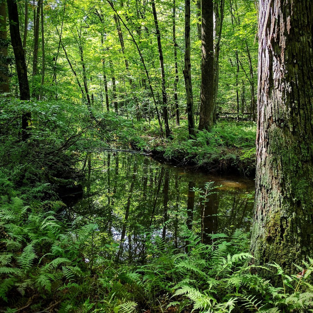 Babcock Preserve 1