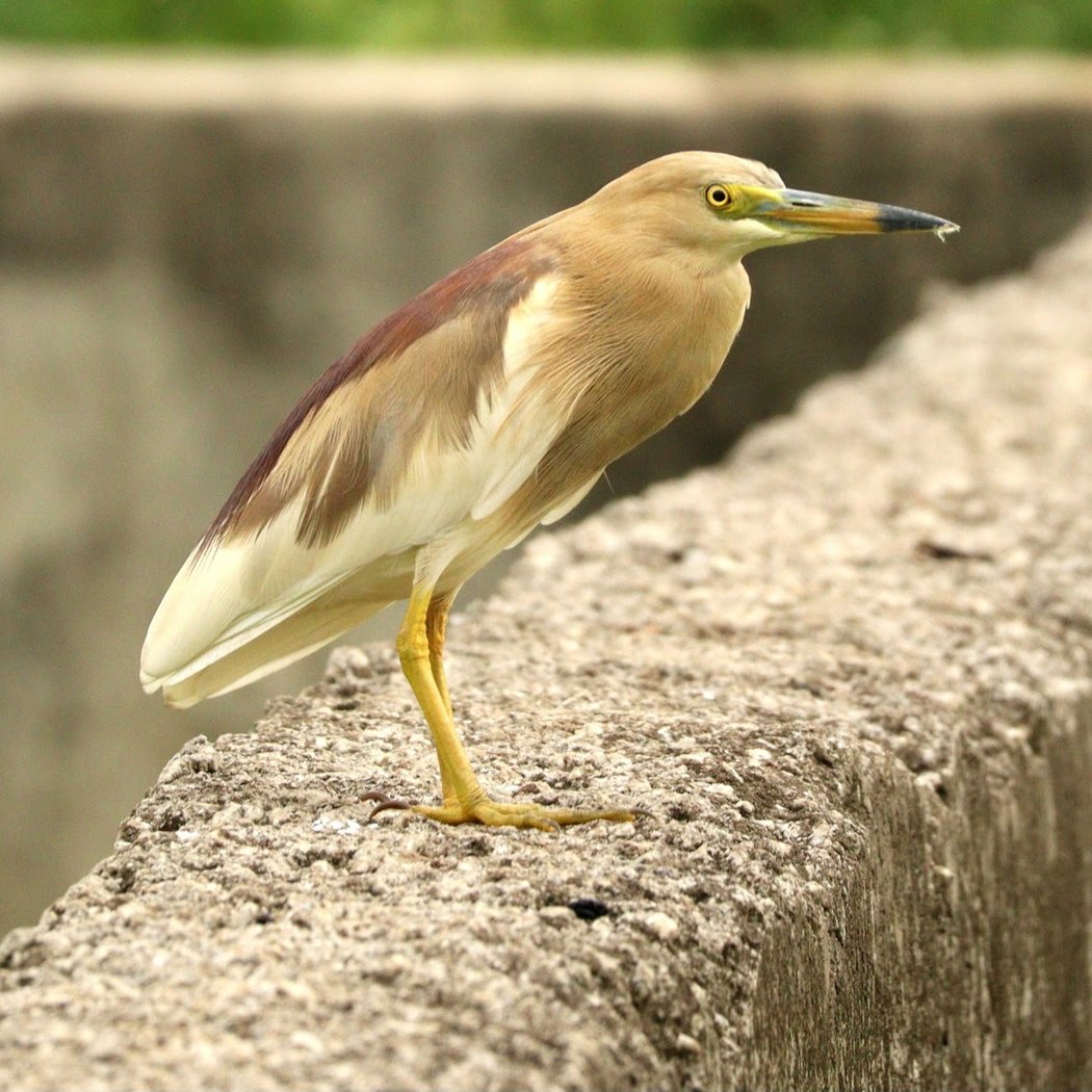 Yelahanka Puttenahalli Lake and Bird Conservation Trust 1