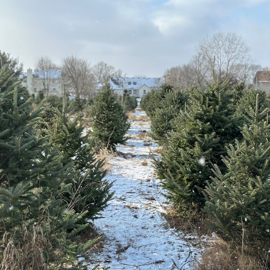 Candy Cane Christmas Tree Farm 2