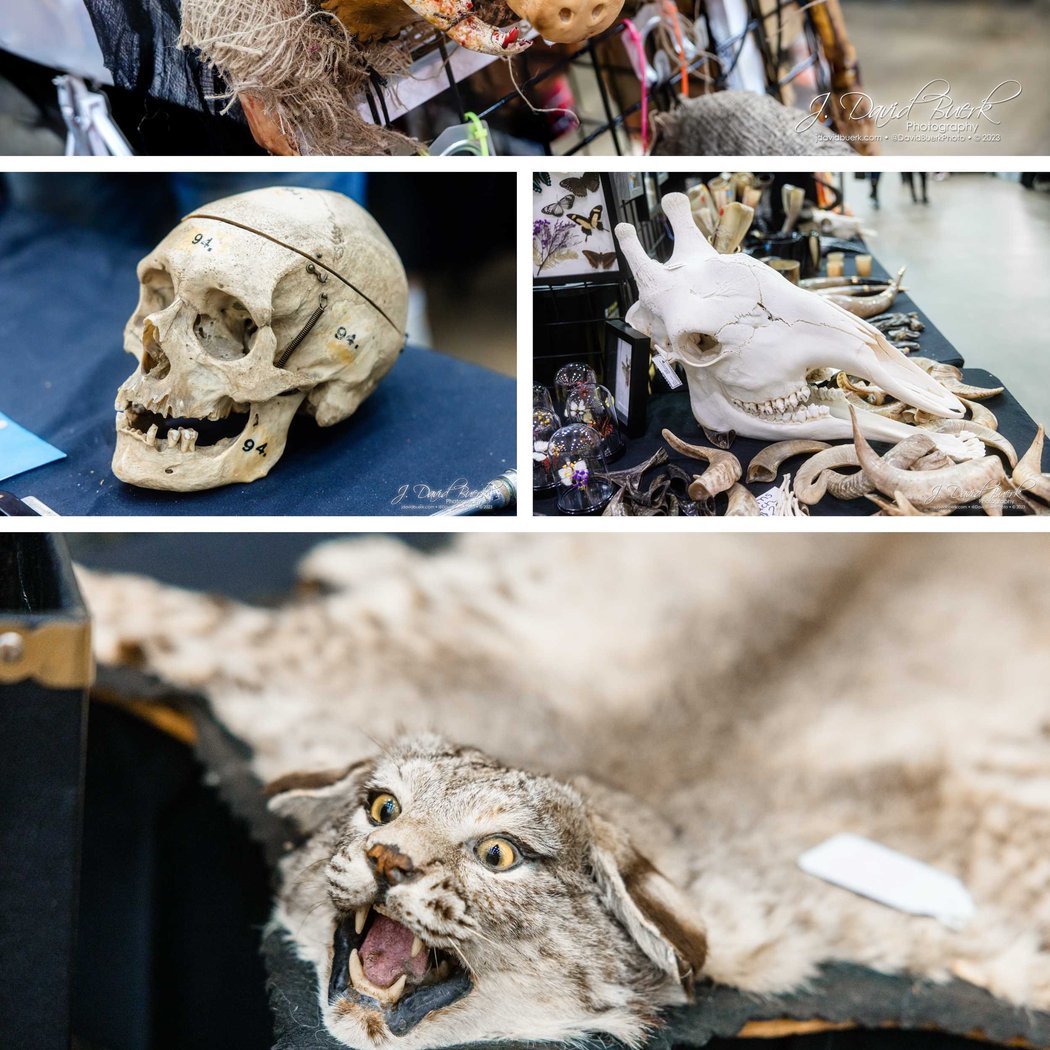World Oddities Expo 3