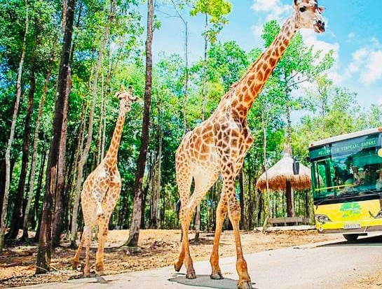 Vinpearl Safari Phú Quốc 3