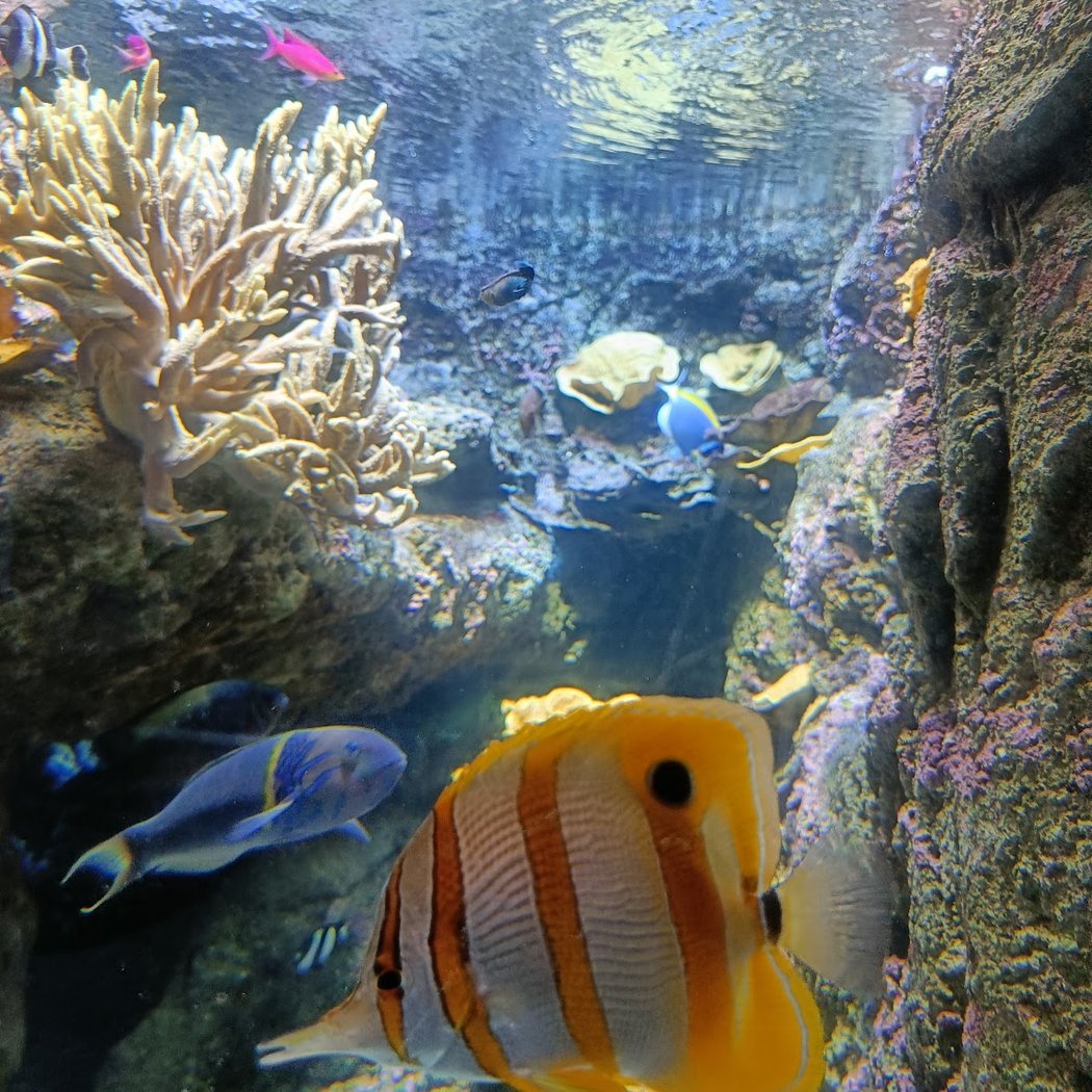 Les petits poissons de Namiko 3